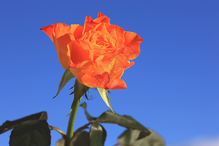 橙玫瑰热情生日植物蓝色玫瑰蜜月情人装饰品插花园艺图片