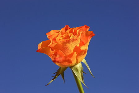橙玫瑰情人花朵装饰品礼物生日热情植物学花园天空红玫瑰图片