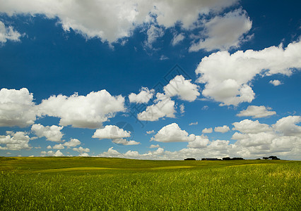 绿草地远景天气地平线阳光太阳农场小麦场地农业风景图片