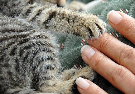 友谊小猫灰色指甲剥离猫咪女士白色手臂绿色毛皮图片