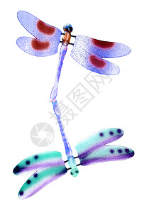 两只多彩的苍蝇飞昆虫被隔离飞行脆弱性漏洞身体翅膀玩具生物动物宏观风格图片