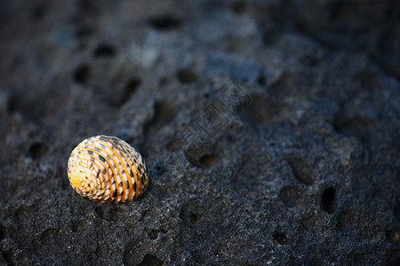 贝壳牌螺旋漩涡火山黄色黑色岩石生活动物石头海滩图片