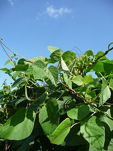 运营者 Bean 工厂树叶天空收成蓝色农村绿色农场农业乡村食物图片