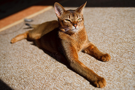 阿比西尼猫生活注意力橙子晶须宠物男性毛皮眼睛猫科动物动物图片