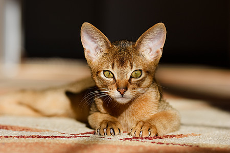 年轻的阿比西尼猫在行动家庭猫科小猫爪子连体橙子胡须宠物小路老虎图片