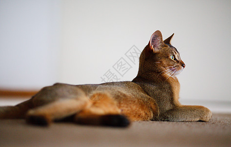 阿比西尼猫食肉宠物头发行动小猫注意力生活晶须毛皮眼睛图片