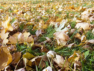 秋天的树叶草地静脉木头栗色死亡植物群植物场地公园叶子图片