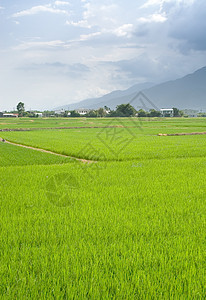 美丽的绿色农场地貌村庄农村衬套植物场景农业季节传统风景食物图片