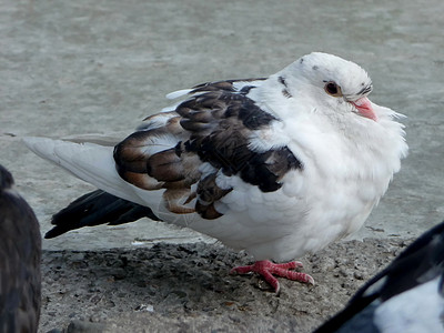 白鸽荒野邮件白色动物群城市羽毛翅膀生活杂色动物图片