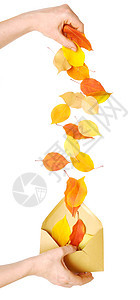 秋天的树叶飘落棕色叶子季节橙子宏观黄色作品白色枯萎高清图片素材