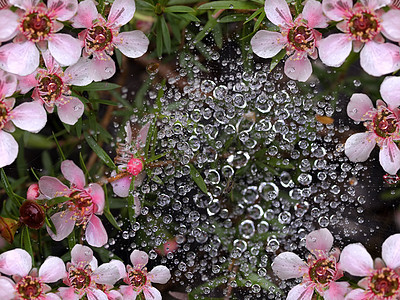 用粉红花在蜘蛛网上的春雨滴水图片