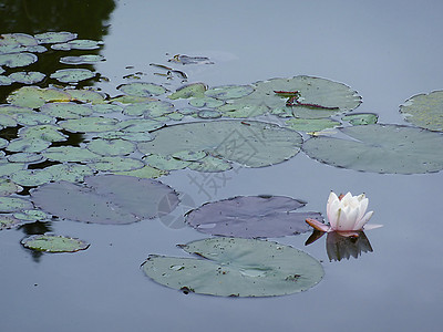 莲花池塘睡莲白色粉色植物群镜子瑜伽冥想百合图片