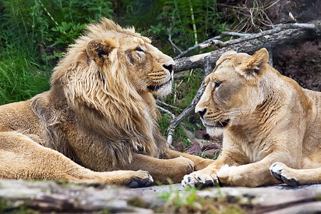 狮子狮家庭动物园牙齿危险沙漠食肉捕食者父亲男性头发动物图片