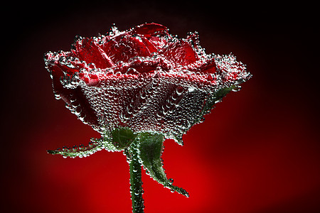 美丽的紧贴玫瑰 加上水滴高清图片