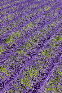 法国普罗旺斯 巴伦索瓦伦索高原香水薰衣草场地高原国家植被植物农业外观种植园图片