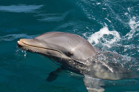 野生瓶鼻海豚野生动物鼻子乐趣游泳生物生活哺乳动物蓝色灰色鲸鱼图片