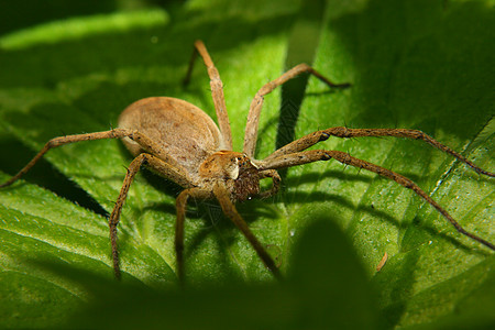 托儿所网蜘蛛宏观绿色动物照片黑色叶子棕色灰色白色脊椎动物背景图片