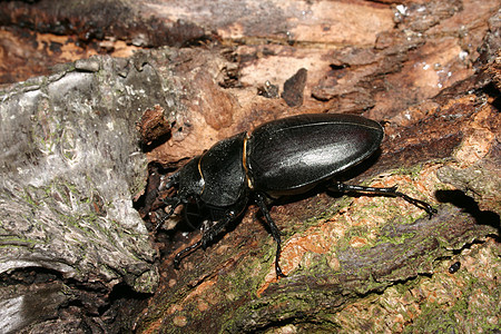甲虫动物宏观绿色红色黑色鞘翅目环境鹿茸脊椎动物女性图片