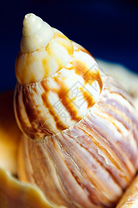 海壳海滩蓝色卷曲生物贝壳软体螺旋海滨海洋蜗牛图片