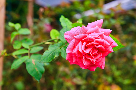 Yves 子类念日植物群花朵花园玫瑰花瓣叶子婚礼植物假期图片