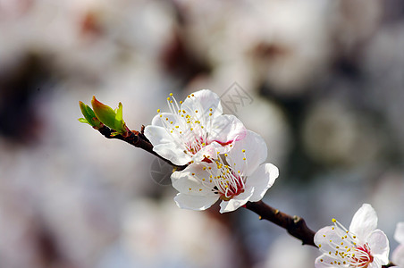 粉红本底的春杏花探者花朵花粉花瓣荒野蜂蜜水果宏观科学插图图片