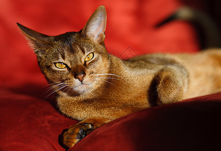 红色天阿比西尼猫动物头发晶须猫科动物橙子小猫耳朵生活宠物短发背景