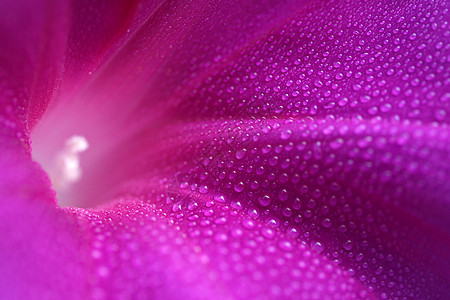 清晨荣耀雄蕊滴眼液雌蕊紫色植物学喇叭花水滴图片
