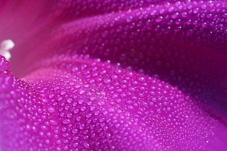 清晨荣耀植物学滴眼液紫色雌蕊喇叭花水滴雄蕊图片