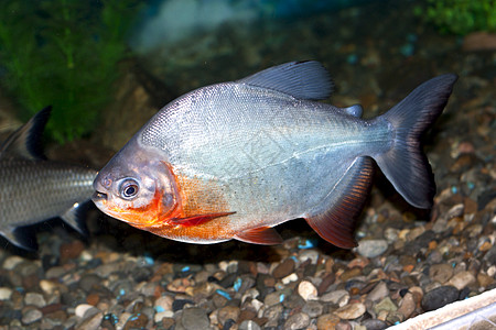 Piranha鱼类白色动物计算机游泳食人鱼插图池塘海洋图片