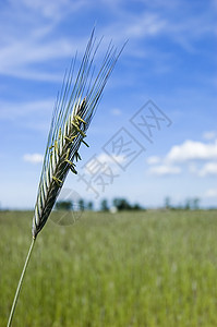 春天时小麦田蓝色收成叶子谷物环境玉米种子天空植物国家图片