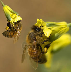 繁忙的春蜜蜂收集花粉 从黄色花椰花图片