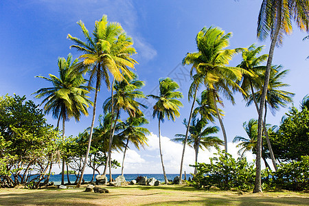 多巴哥格兰比角支撑孤独植物学旅行外观手掌植物群海岸线植物岛屿图片