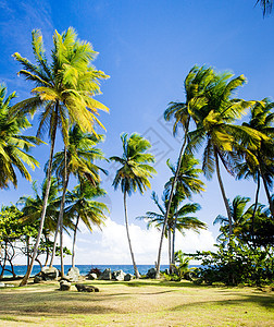 多巴哥格兰比角外观热带棕榈植物群植物植被假期旅行风景手掌图片