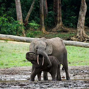 小孩大象小牛和妈妈生活安全丛林生态野生动物濒危象牙动物生物幼兽图片
