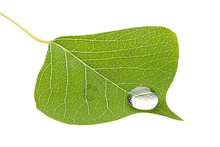 绿叶 滴落液体植物群静脉水滴植物学季节叶子植物反射雨滴图片