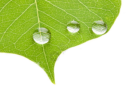 绿叶 有透明的水滴环境静脉生活液体花园雨滴宏观植物学植物群季节图片