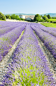 法国部紫色香味线条场地农村国家紫丁香种植园薰衣草农业图片