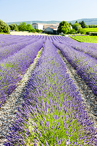 法国部线条紫丁香植物群香水植物花朵植被园艺种植园国家图片