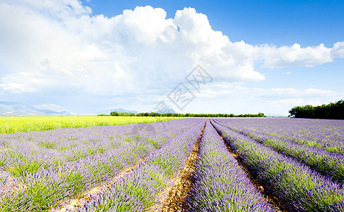 法国普罗旺斯 巴伦索瓦伦索高原种植园植物学场地农业薰衣草花朵紫色位置植被风景图片