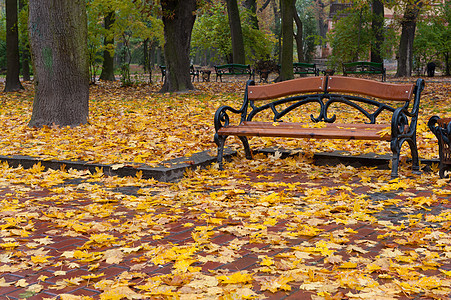 秋天公园 风雨天气座位季节花园金子场景橙子公园风景人行道长椅图片