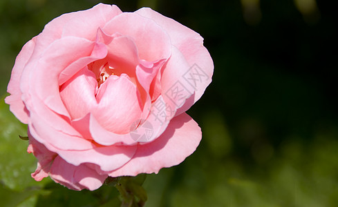 粉红玫瑰生活礼物日历花园花束紫色园艺庆典花瓣脆弱性高清图片