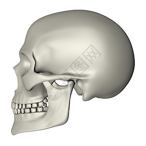 人类Skull - 侧视图图片