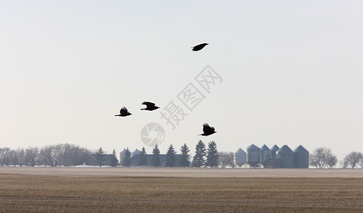 加拿大萨斯喀彻温飞行中的人群航班羽毛翅膀黑色野生动物死亡图片