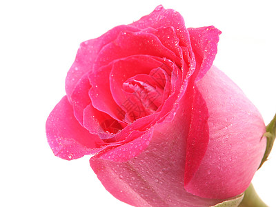 白色背景上的玫瑰礼物个性生日约会卡片花瓣热情假期问候语花束图片
