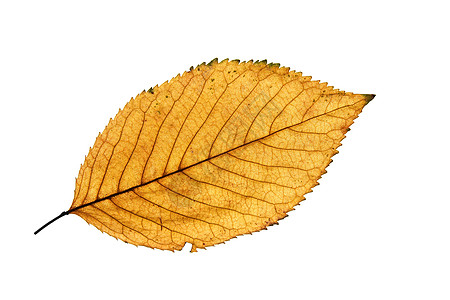 叶子剪贴黄色静脉环境棕色活力衰变白色植物高清图片