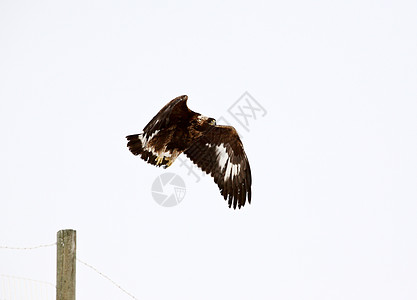 年轻的金鹰从围栏哨所起飞飞行的年轻金鹰图片