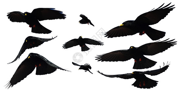 鸟团体乌鸦艺术鸽子动物群野生动物自由荒野羽毛航班图片