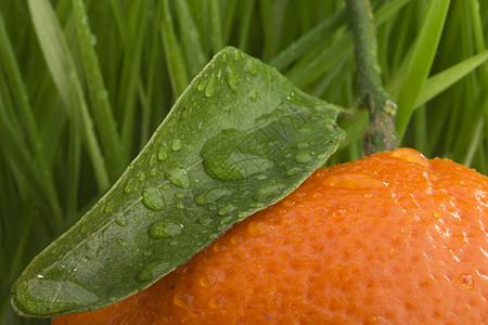 橙橘绿色宏观水果活力果汁叶子水平地面热带农业背景图片