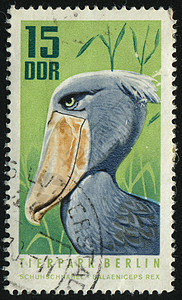 邮票信封灰色动物荒野热带集邮鲸头邮件羽毛鞋头图片