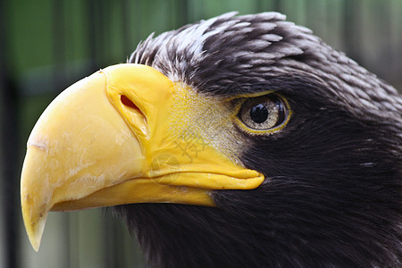 鹰眼航班眼睛羽毛黄色猎物猎人鸟类图片